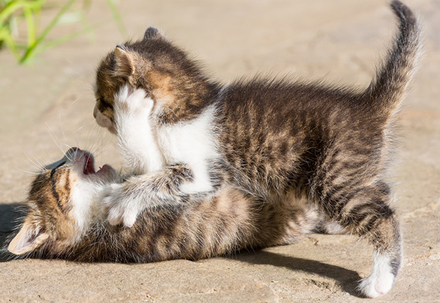 c_general_routine_checks_two_kittens_playing.jpg