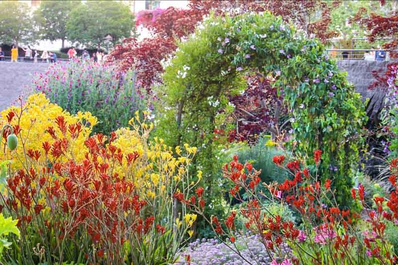 Kangaroo paw (Anizoganthos hybrid) Optimized.jpg