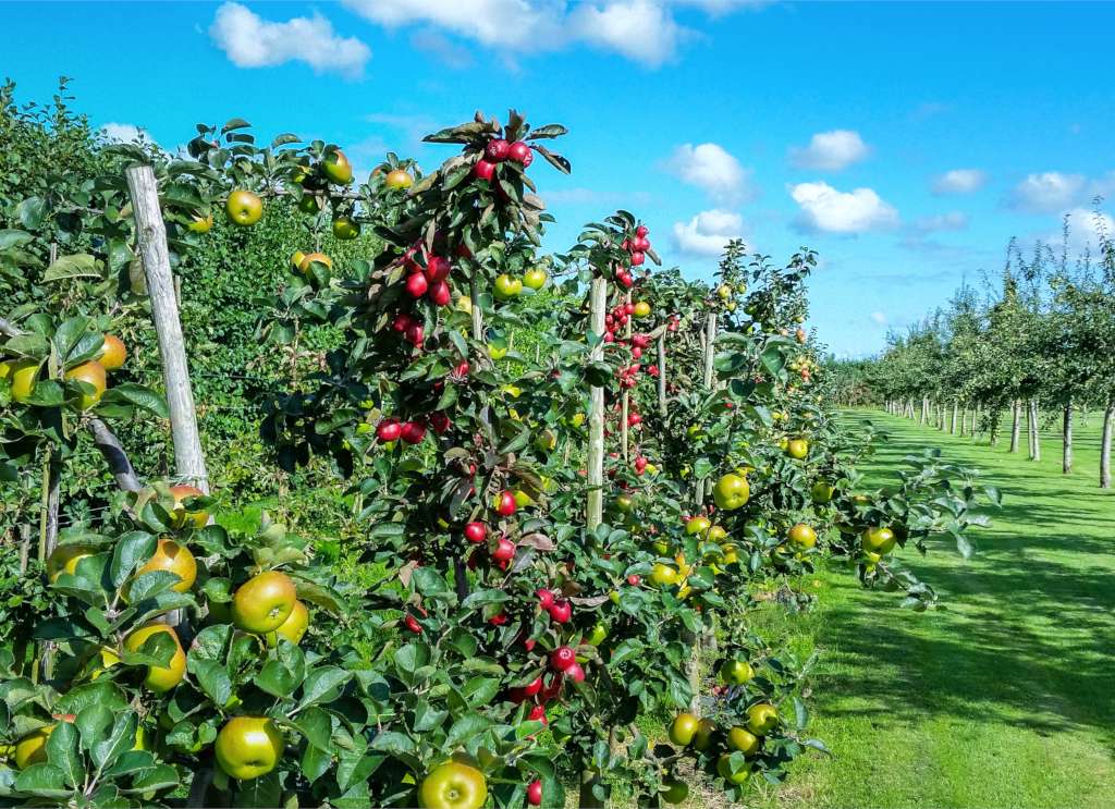 planting-apple-tree.jpg