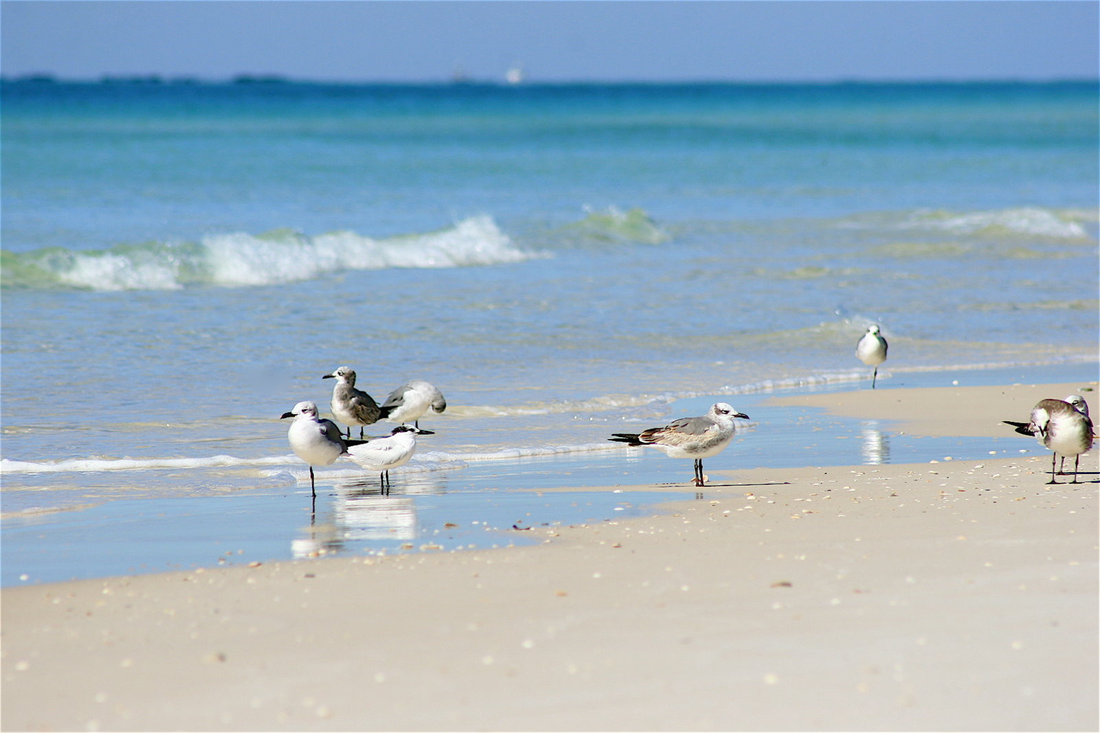 seagulls-on-beach-5.jpg