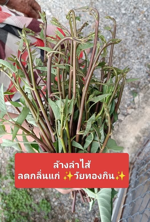 ?temp_hash=f0a316c99c771e0f2e8e936e8551e686.jpg