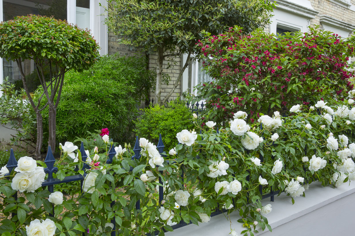 wednesday simply-roses-front-garden-mm.jpg